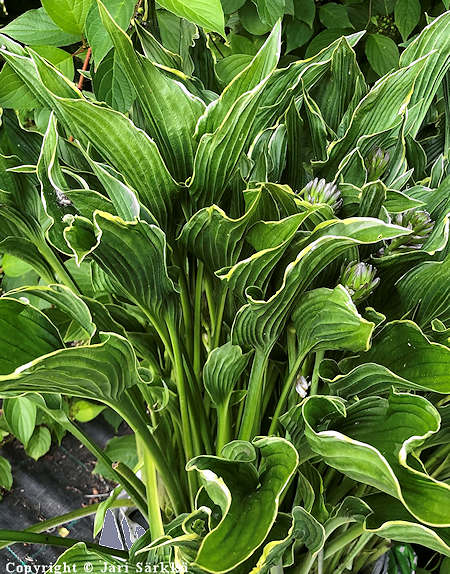 Hosta Tarhafunkia-Ryhm 'Praying Hands', jalokuunlilja